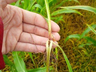rjanssen19's tweet photo. Cool and Wet.  Getting more reports of nutsedge in areas it has not been seen for a while.  Permit Herbicide by Gowan Agro Canada is the answer in corn. https://t.co/am50fKeLW3 https://t.co/of0YOgyZpF