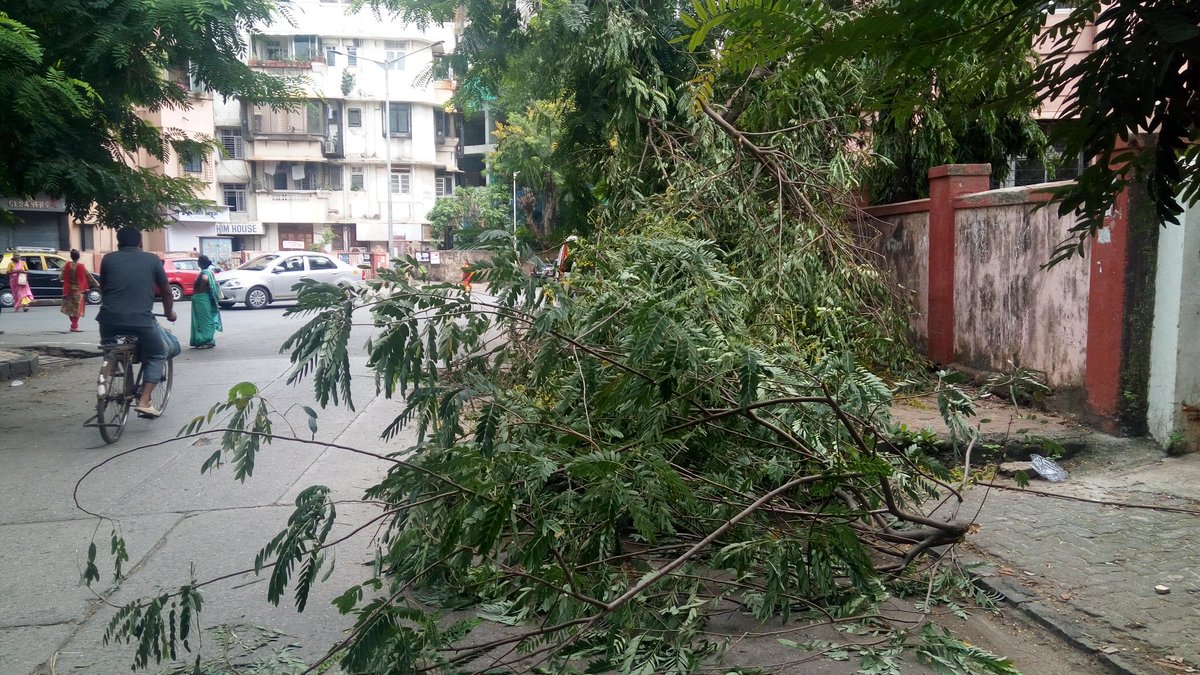 mumbaimatterz's tweet photo. @mybmc Sir. This tree chopped & lying on the footpath of Mogul Lane, Mahim 16 outside Masalawala building since Friday. Can it be cleared so that the footpath can be used. #GNorth Ward @MCGMswm https://t.co/IVemtb70Oo