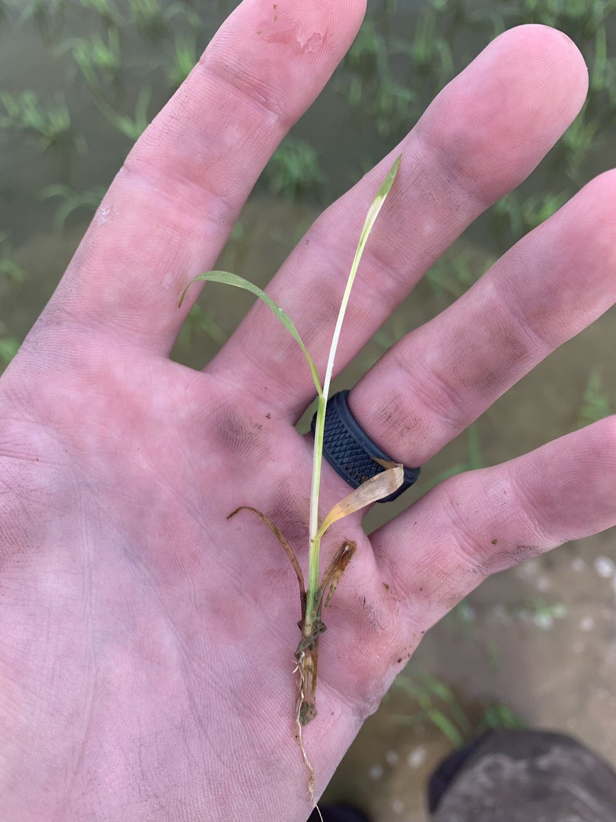 TylerHydrick's tweet photo. Clearpath+Command PRE
Ricestar+Command POST
FB flood.
I guess Regiment in the flood? Iโm out of options on this.. #junglerice #barnyardgrass https://t.co/CaihN8uCG7
