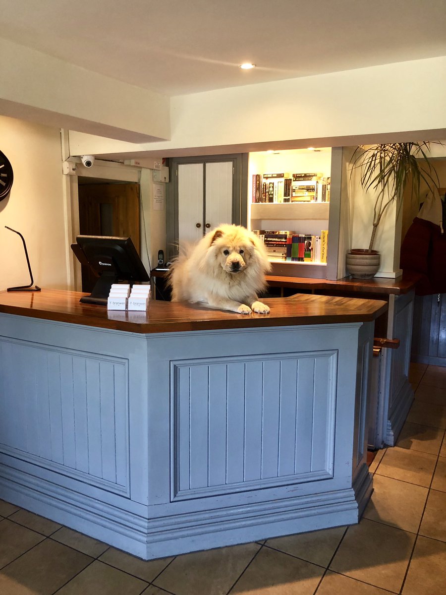 Ybranwen's tweet photo. our resident chow chow, mia is waiting to check you in at Y branwen...
🐾 dog friendly rooms available
🐾 enjoy drinks/dinner in our dog friendly bar 
🐾 just a short walk to a dog friendly beach 
Tel: 01766 780477
https://t.co/PyrKSO3I3Y
#Harlech #Snowdonia #VisitWales https://t.co/2hGVHAJh0x