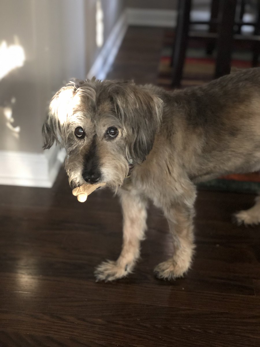 kmabrey's tweet photo. Look at that face! Someone doesn’t want me to leave for work. #shesalmost16 #MaggieMae #DogsofTwittter #dogsofcincinnati #MondayMorning #WestPriceHill https://t.co/2r2bde51bw
