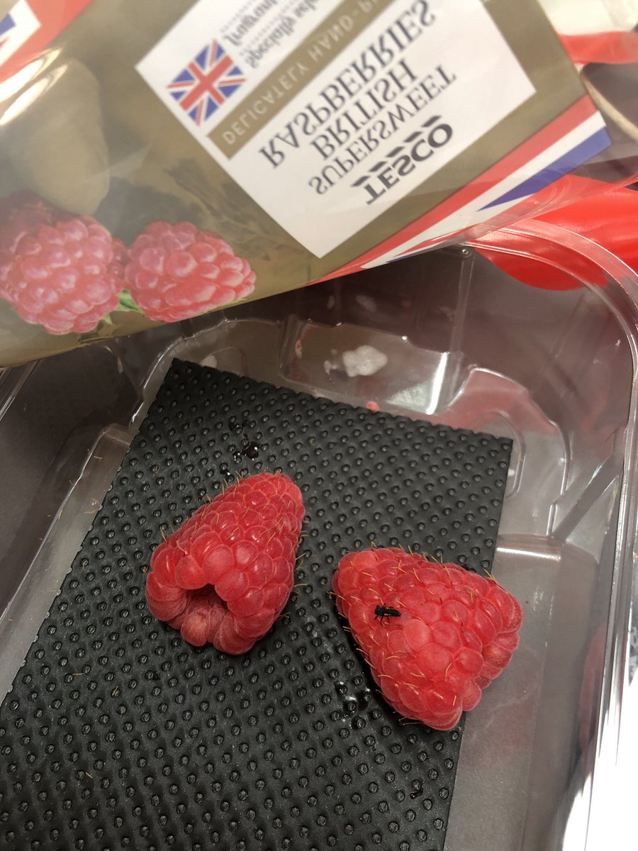 dsm_wilson's tweet photo. @Tesco ...found a bug in my raspberries 🤔 not the one! #bug #tesco https://t.co/3s0lwbMpX3