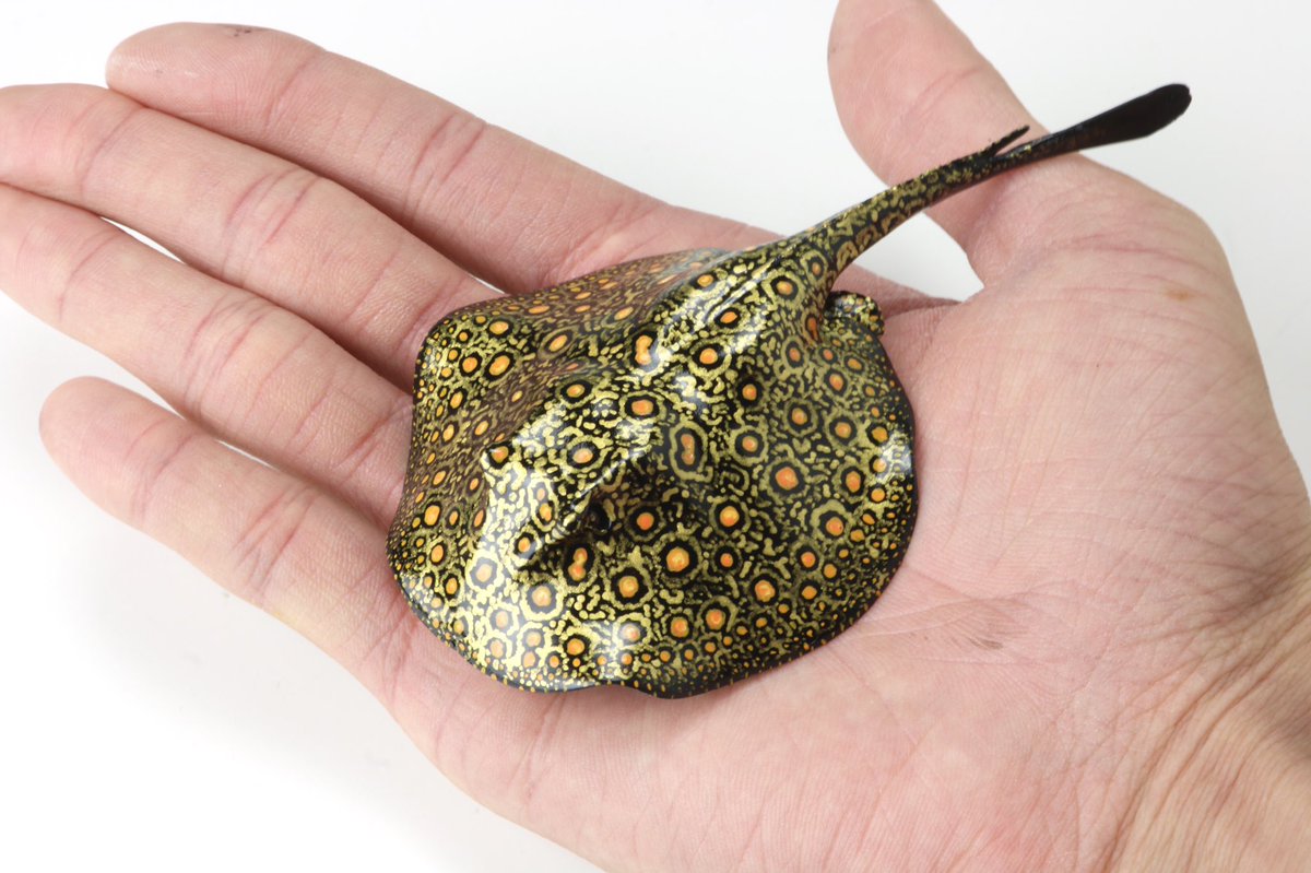 淡水エイ エクセルコロンビアモトロ オス 胎盤±25cm