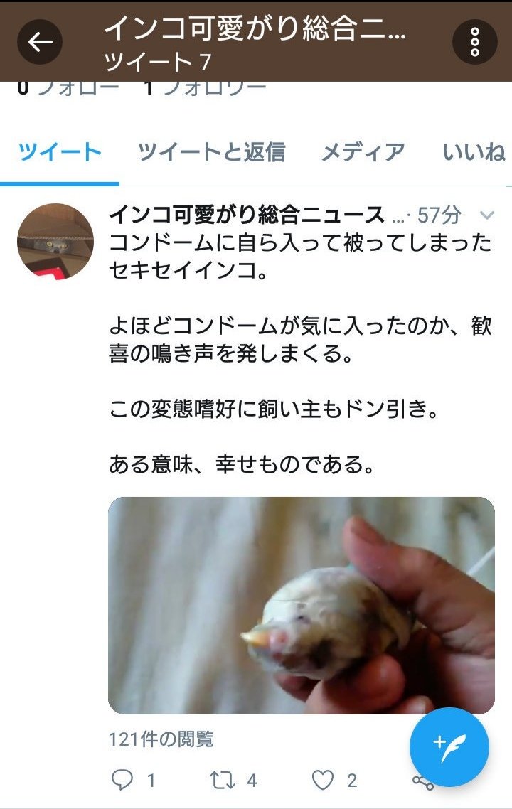 ニュース 総合 インコ 可愛がり