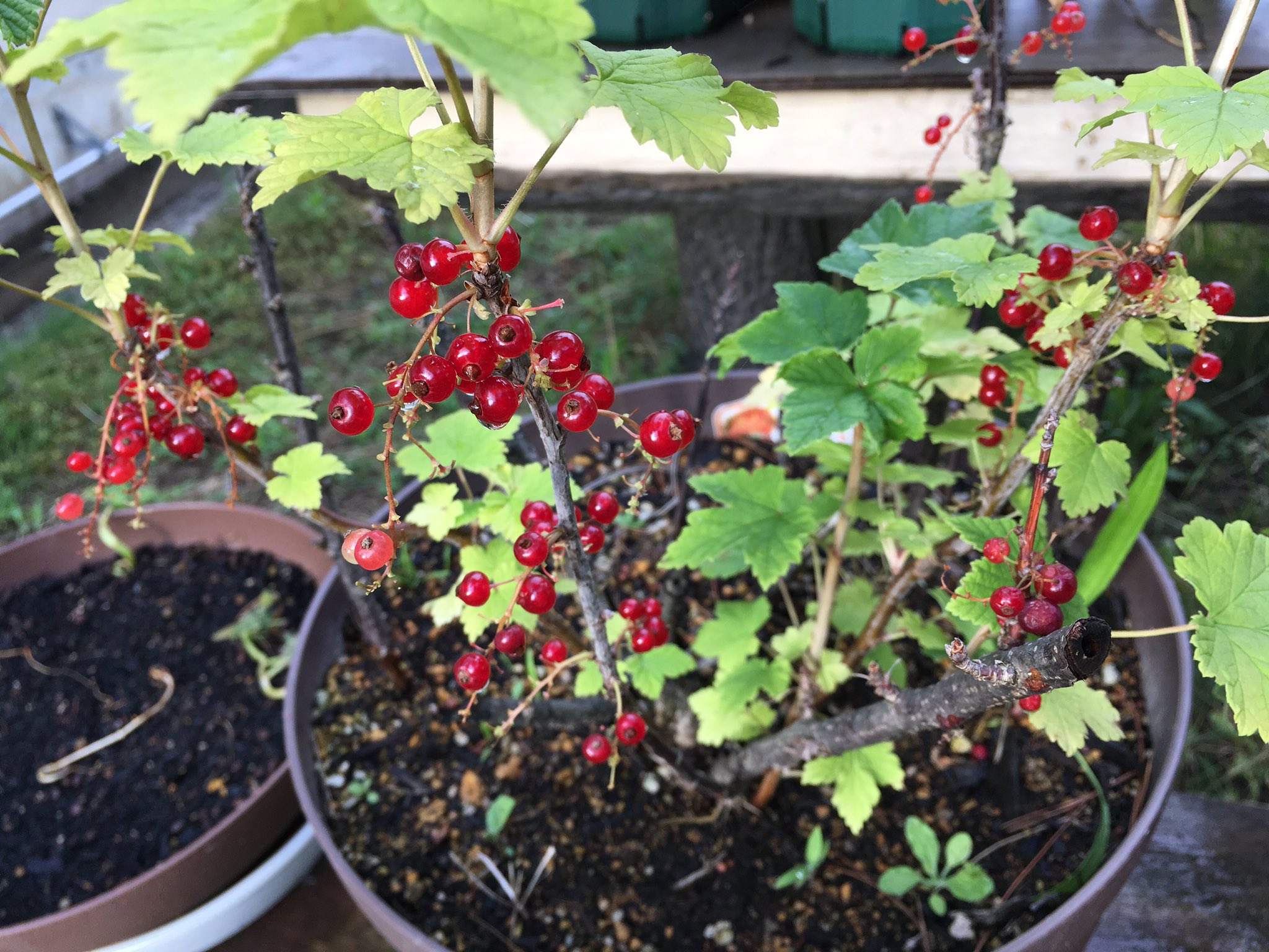 78 栽培実習 赤スグリ 房スグリ レッドカラント 完熟した感じです T Co 8a6mmcf728 Twitter