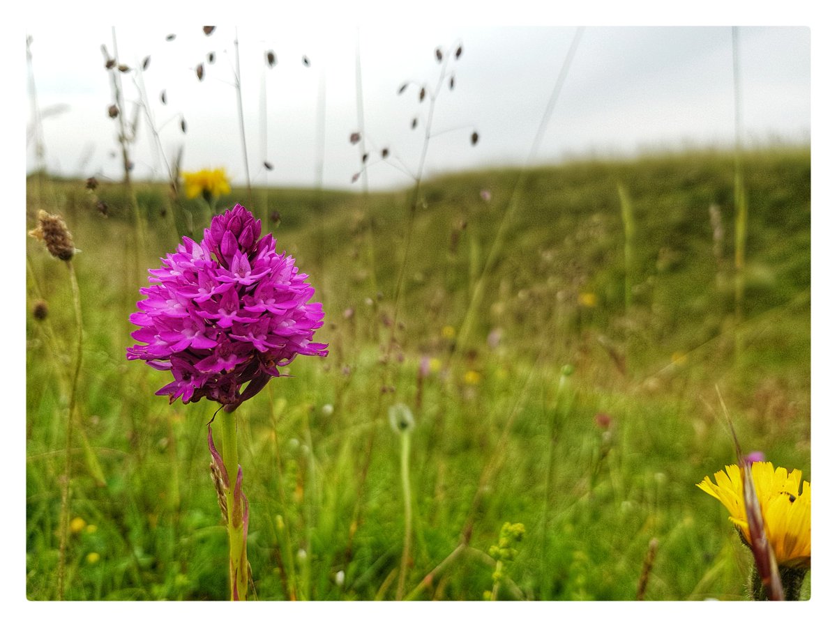 Out on Figsbury Ring before work. A sea wildflowers. Orchids everywhere.