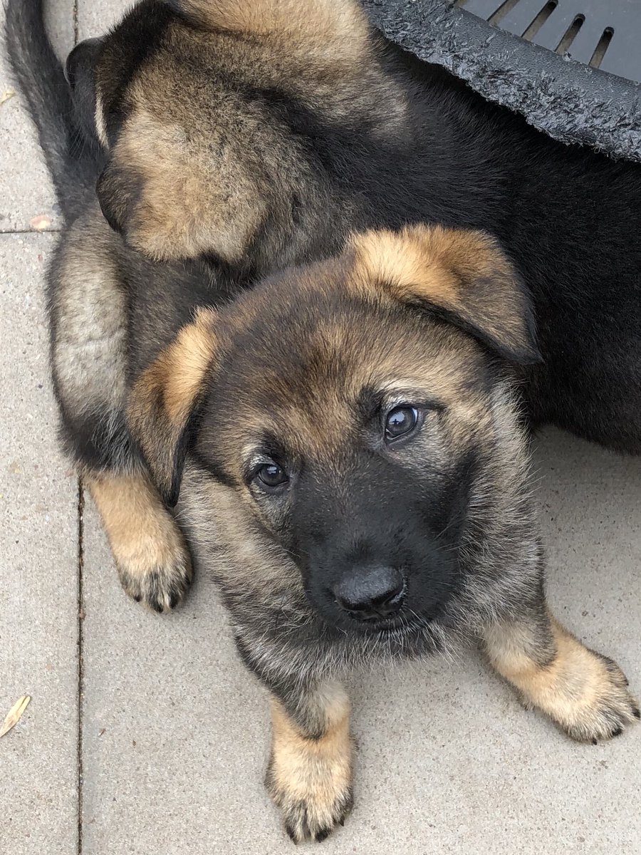 WMPDogs's tweet photo. Just in case anyone needs any #MondayMotivaton Our pups Taurus and Gemini are happy to oblige 😍 @UKCopHumour https://t.co/8s3XJtDCnQ