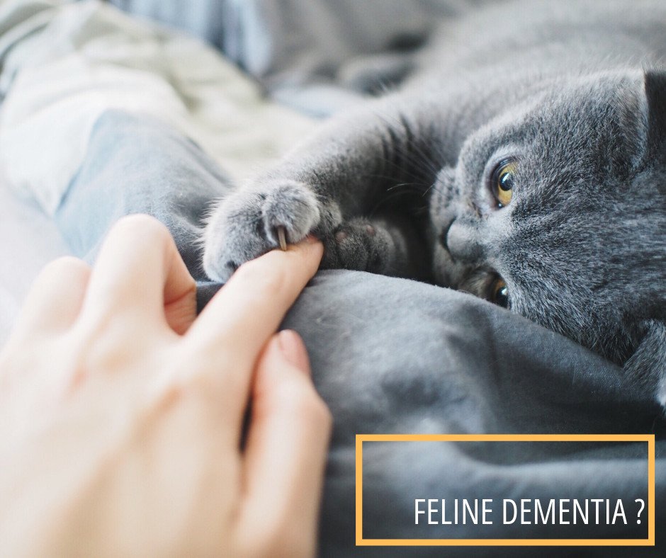 🐈 Like in humans, dementia changes both mental and physical health – affecting memory, learning, and responsiveness. 🐈
What do you know about Dementia? Do you know the signs? When to euthanise? 
Find answers to all your questions by visiting our Blog 👉 bit.ly/2XuVnnk
