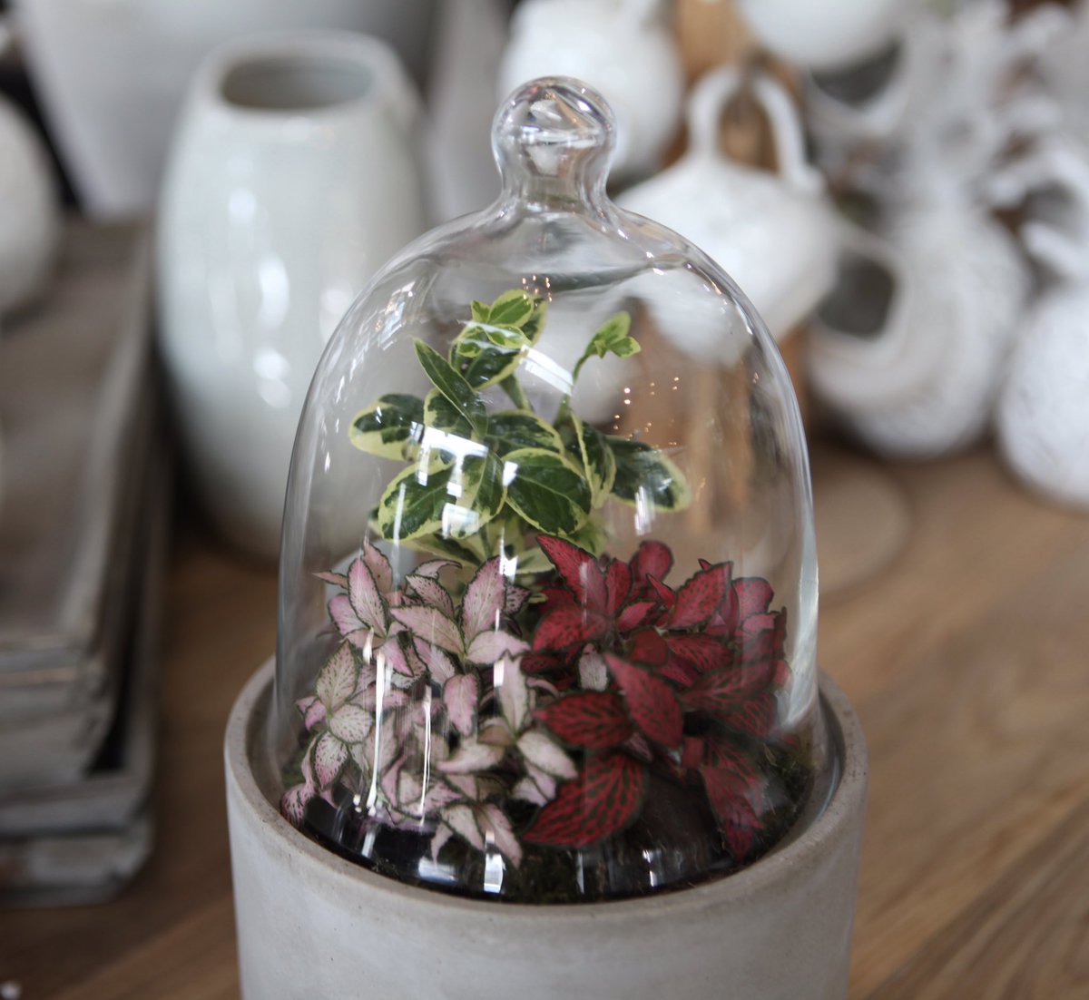 Plantscapes's tweet photo. Terrariums are known to reduce anxiety and sharpen mental focus. This mini terrarium assortment is the perfect accessory for your countertop!
Call 800-DESERT(337378) or e-mail at plantscapes@desertgroup.ae for more details. https://t.co/zAkwgWfsxj