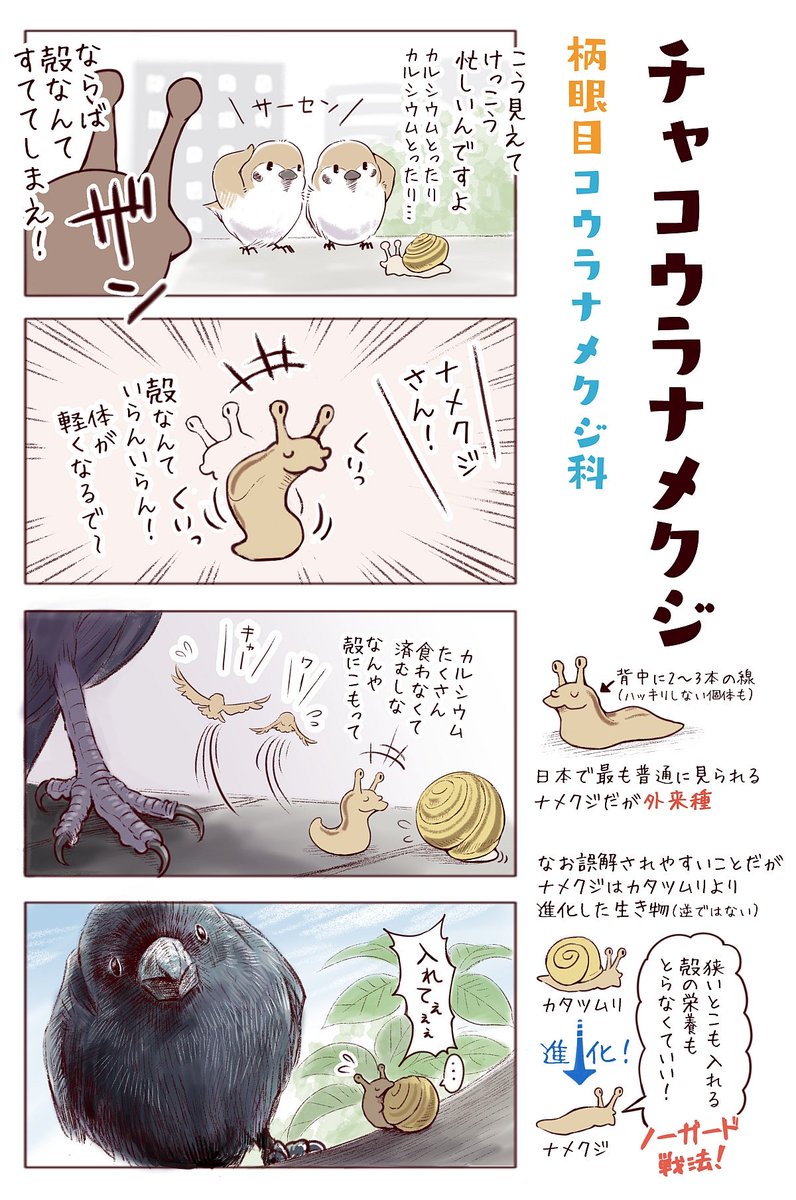 一日一種 単行本作業中 わいるどらいふっ 第141 142種 梅雨の生き物 カタツムリはなぜコンクリートを食べるのか