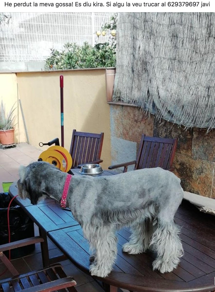 Anoche por la puta mierda de los petardos se escapó de casa la perra de mi prima, en la zona de Tarragona. 
Si alguien la encuentra que se ponga en contacto, por favor. 
Os agradecería un RT, aunque no seáis de la zona. 🙏