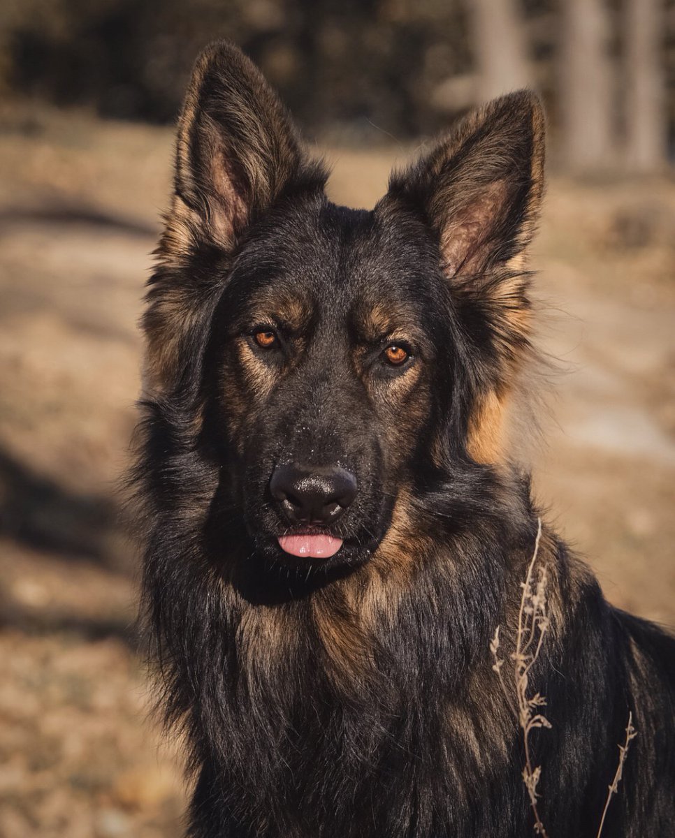 DogLoversWorld5's tweet photo. #dogs #DogLover #DogsWouldMakeBetter 
Hey dog lovers. 
Plese follow us and discover about every dog breed in the world.
Thank you.☺️☺️☺️ https://t.co/ySuJ3Pjgii