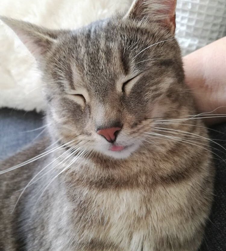 jaimetropchat's tweet photo. Bon lundi à tous avec Oxmo (@oxmothecat sur Insta)
Vous adoptez un chaton ? Il faut sécuriser votre maison pour éviter les accidents. Quelques conseils pratiques sur notre blog : 
https://t.co/0uhSOgWb24 

#chat #frenchcat #chaton #chatons #jaimetropchat https://t.co/j0vWVSPNtb