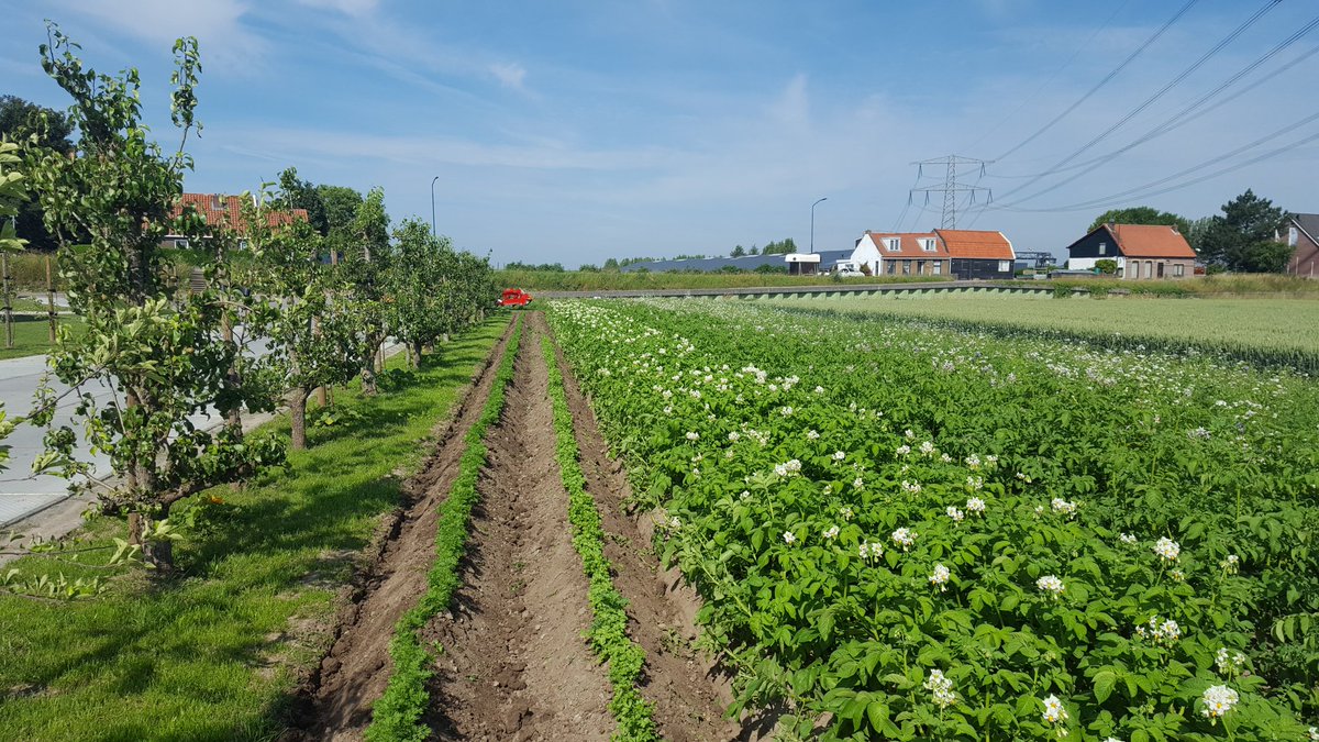 Wortelpeterselie en wortelen van <a href="/RobvandenBos/">Rob van den Bos</a> #bejo schoffelen en aanaarden. Het was hard nodig!
