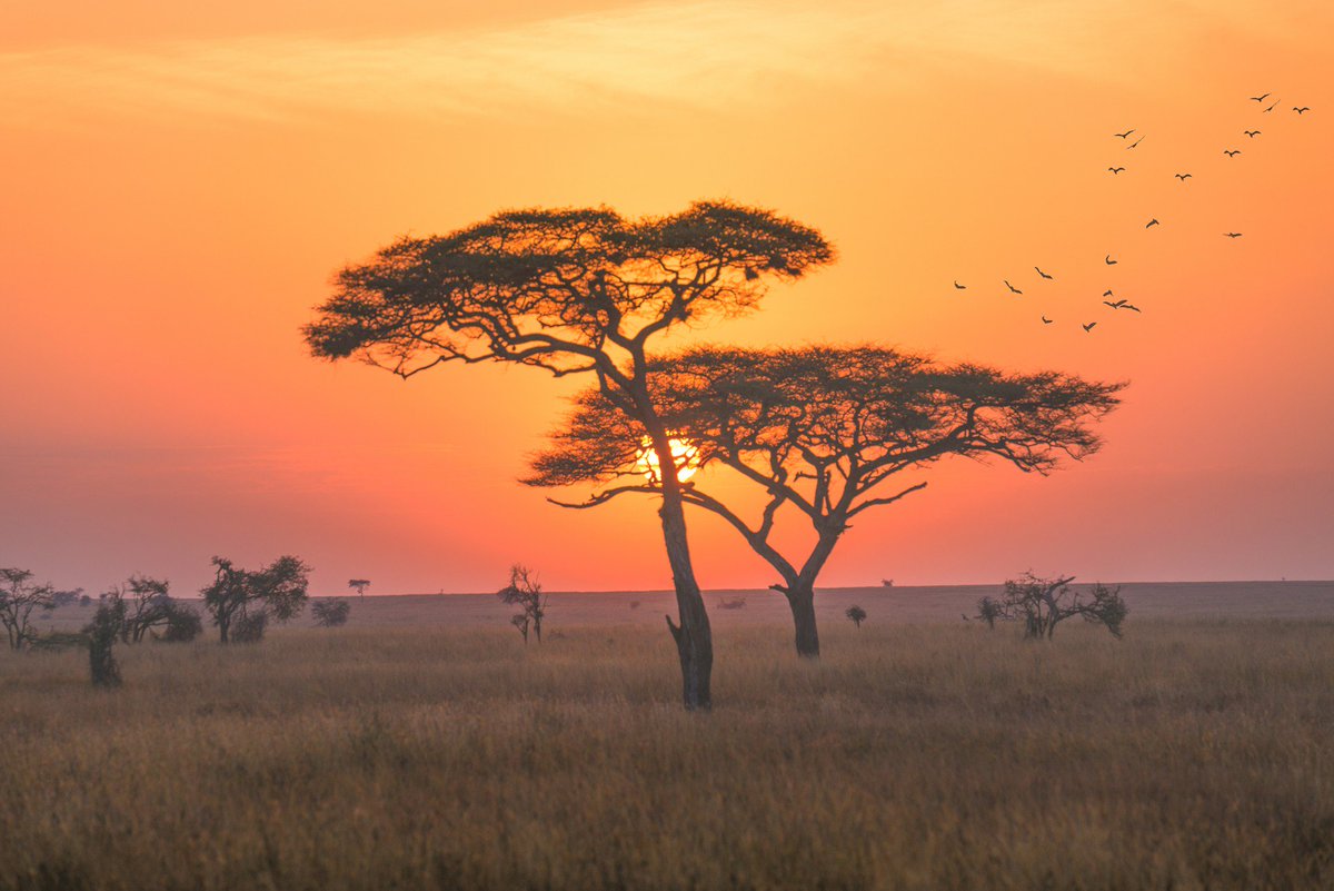 TravelLocal's tweet photo. It’s Kenya Week here at TravelLocal! For the next seven days we’ll be sharing plenty of inspirational blogs, trip ideas and facts about this beautiful African nation. In the meantime, here's a little taste of what’s to come…
https://t.co/ULLlMH88il
#WeTravelLocal #KenyaWeek https://t.co/XF0dNGsAxu