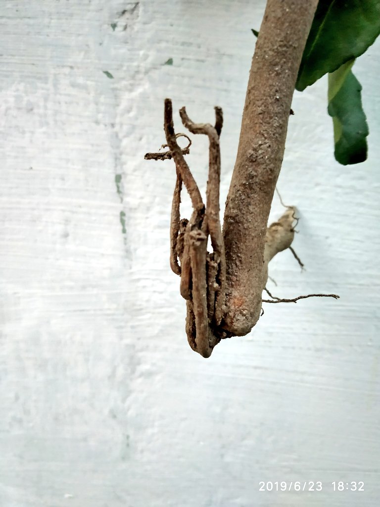 CanisPariah's tweet image. Just uprooted a Kadi Patta/Curry Patta/Meeta Neem plant. But why the roots are going up instead of down? 

They are suckers. They would be breaking out of earth with damn new plants, oh dear, we would be calling them PUPS 😲
#CurryTree