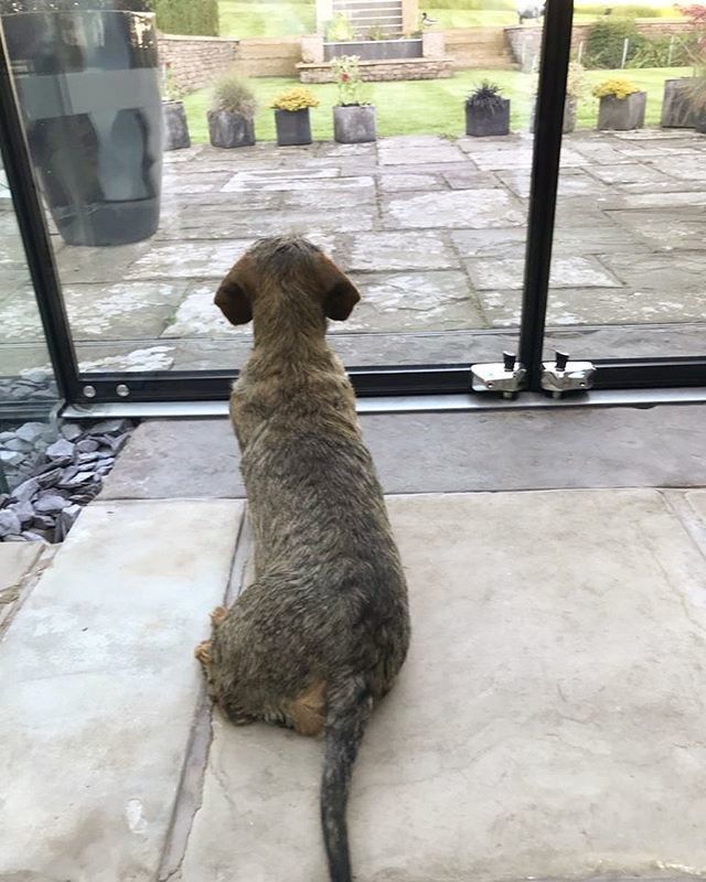 CrumbBowley's tweet photo. Happy Monday, fur friends! 💖🐶
•
•
•
#dachshundoftheday #dachshundsdaily #dachshunds #dog #wienerdog #wirehaireddachshund #weratedogs #doxie #dackel #teckel #dogstagram #dogsofinstagram #sausagedog #sausagedogcentral #featuremydachshund #petstagra… https://t.co/bXOLE8dK8Q https://t.co/bgPvYmuKZb