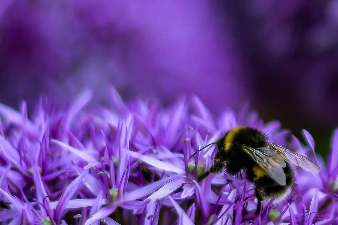 The bees were busy at the Woburn Garden Show yesterday 
#woburn #gardens #gardenshow #bees #flowers #nature