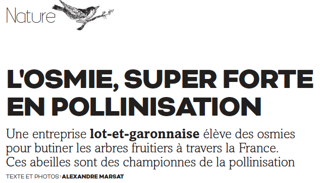 osmia's tweet photo. Nos osmies à l'honneur dans le MAG @sudouest du 22 juin! https://t.co/t67gXo7iyB