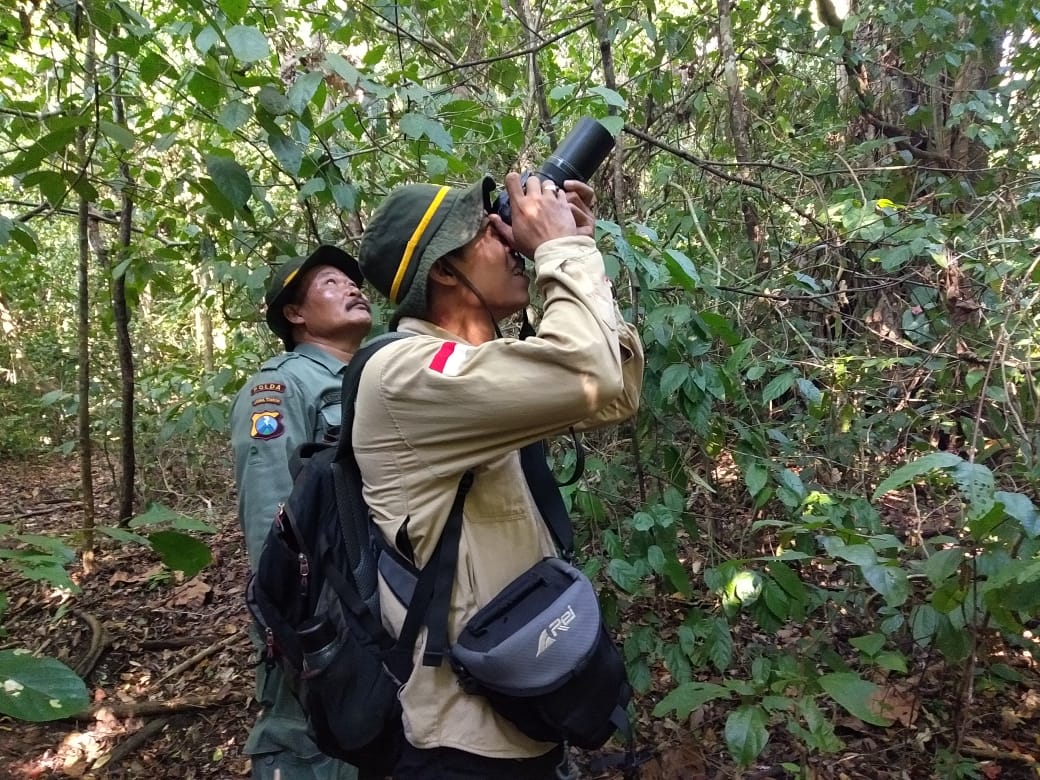 ProFauna's tweet image. Hari ini tim BBKSDA Jatim dan PROFAUNA melakukan patroli rutin di Cagar Alam Pulau Sempu. Tercatat ketemu satwa lutung jawa, kangkareng perut putih, monyet ekor panjang dan burung cica daun besar. #savesempu. @bbksdajatim