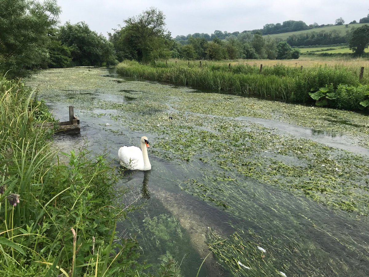 farm_grove's tweet image. Ignore Swan - miracle of a #chalkstream . Solid weed across width of river holding up water level despite low flow #Kennet ⁦@ARKennet⁩