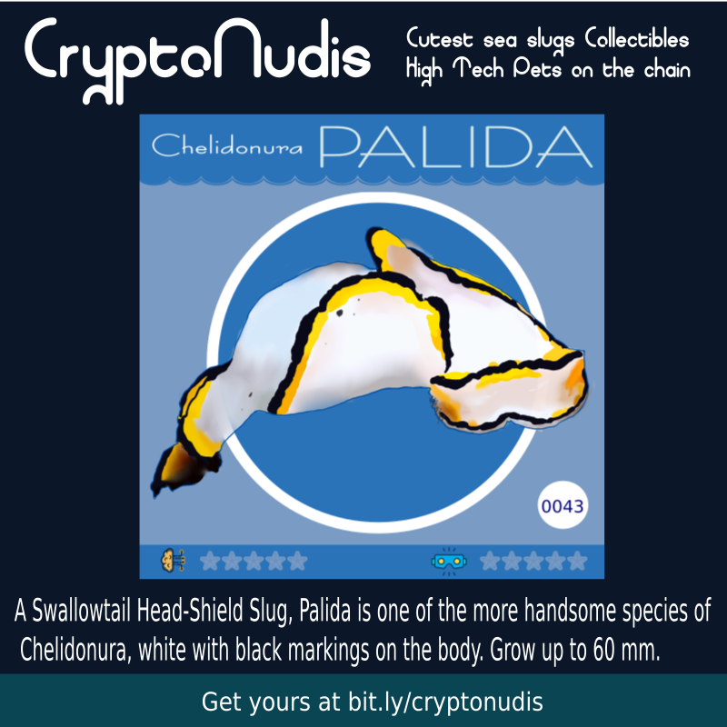 A Swallowtail Head-Shield Slug, Palida is one of the more handsome species of
 Chelidonura, white with black markings on the body. Grow up to 60 mm.

check it out at opensea.io/assets/0x48718…