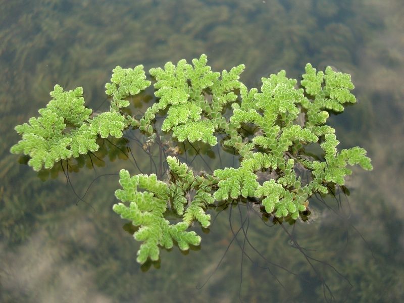 jaguza_app's tweet image. Azolla Caroliniana (a water fern grown in ponds) offers added protein to animals that are lacking in protein. By including supplements to your farm animals daily feed is the best way to increase productivity of ruminant animals. #JaguzaLivestockApp #LivestockTips