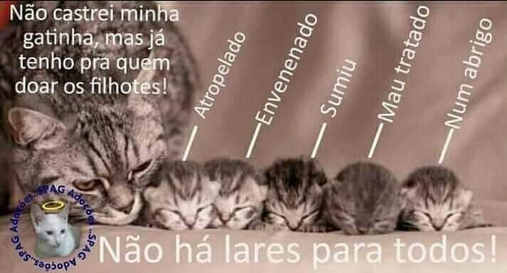 PatudosSos's tweet photo. #adote #adotaretudodebom #viralata #repost #adoteumamigo #sãojoão #portugal https://t.co/q0W0CGdRSI