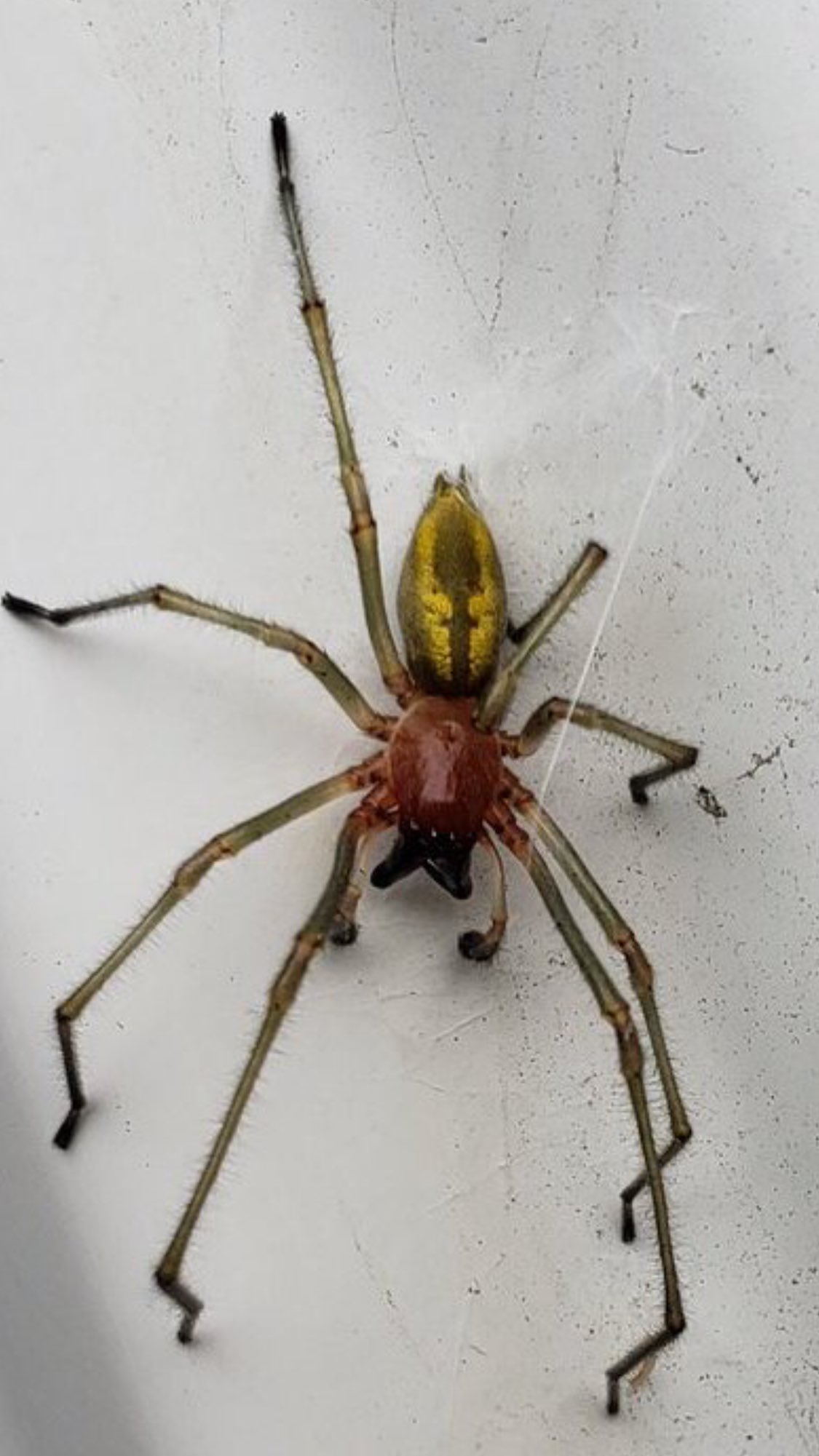 くりお ねーさん 22 この蜘蛛はなんでしょう 大きさは足を入れて手の平より少し小さい くらい 画像検索でコモリグモがヒットするけど頭胸部が赤いコモリグモが見つかりません 教えて虫の人 T Co Rc0nwyerd4 Twitter