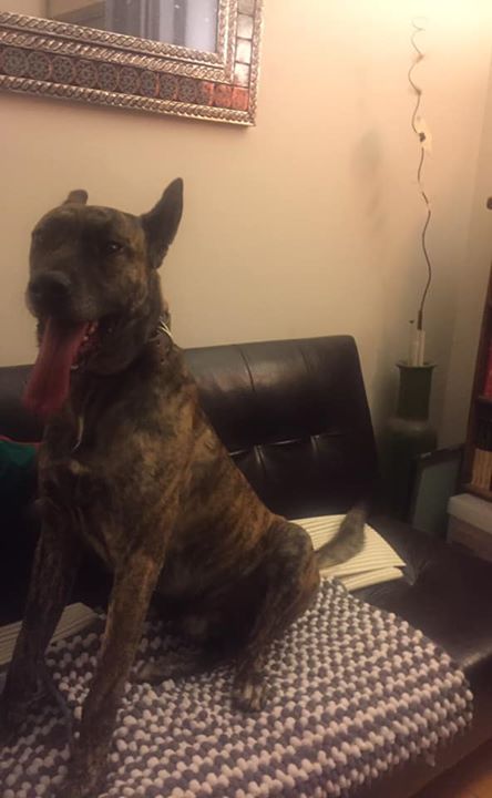 Encontrado la noche del 22 de junio en Av. Universidad casi equina Eje 10 Copilco, mientras intentaba cruzar la avenida. Estaba en serio peligro! Parece que es pastor belga u holandés. Está muy nervioso y asustado. Es súper noble, dócil y sociable. Urge… dlvr.it/R79P0C