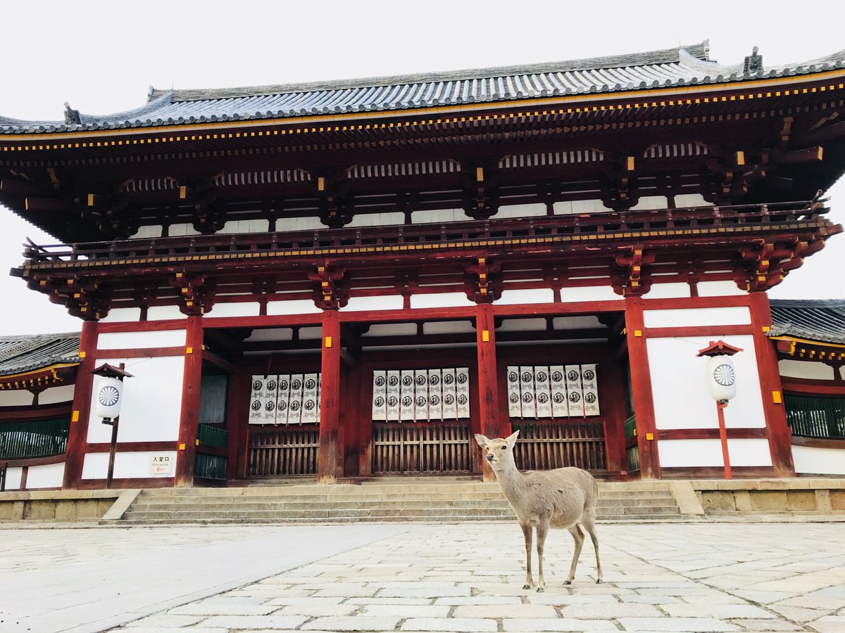 evasionspirit's tweet photo. Un des incontournables du #Japon : l'immense #parc de #Nara qui abrite de superbes édifices historiques mais surtout d'adorables #daims, pour le plus grand plaisir des photographes! 🇯🇵🗾🦌😍 
#MondayMotivation #voyage #nature

➡️https://t.co/CCAs00yXMG https://t.co/dHDRWQIQsk