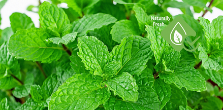 textiletechno's tweet photo. Highly wash-proof, metal-free, applied without binders and made from the sustainable, renewable natural resource peppermint: Odor control using natural mint https://t.co/mtNd5hem8i #technicaltextiles #techtexTRENDS @Sanitized_AG https://t.co/JRwD5Jgqeo