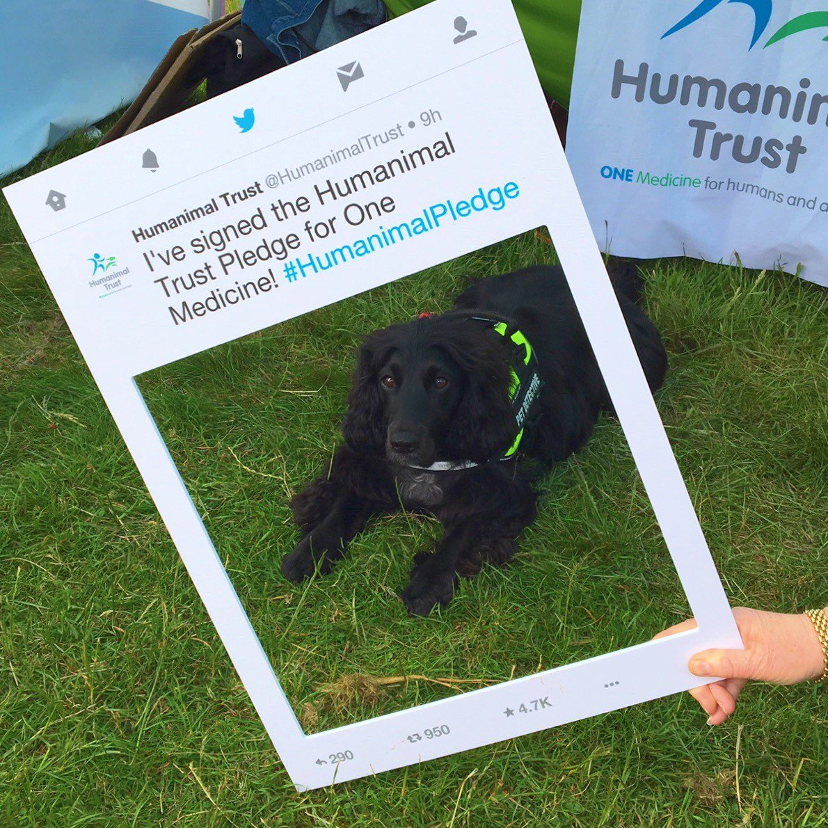 HumanimalTrust's tweet photo. This summer’s events have seen us launch our exciting Pledge Campaign for One Medicine, which will be live online soon... Watch this space!

Thank you to everyone who came to our stand to chat about #OneMedicine, we loved meeting all of you and your lovely dogs! #HumanimalPledge https://t.co/h8QaQW8pNl