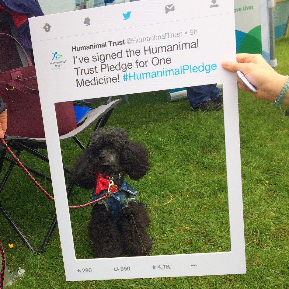 HumanimalTrust's tweet photo. This summer’s events have seen us launch our exciting Pledge Campaign for One Medicine, which will be live online soon... Watch this space!

Thank you to everyone who came to our stand to chat about #OneMedicine, we loved meeting all of you and your lovely dogs! #HumanimalPledge https://t.co/h8QaQW8pNl
