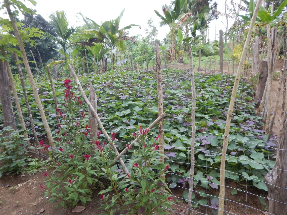 elinamantyla's tweet photo. Today we started the last set of plant volatile collections, now in the forest of Ohu. One cage was damaged by falling bambu branch, but tree inside was ok. On the way walking there we saw the experimental garden of @m_hazenbosch. The plants seemed good. #PNGfieldwork 🌏🌴 https://t.co/ixmYrn76EF