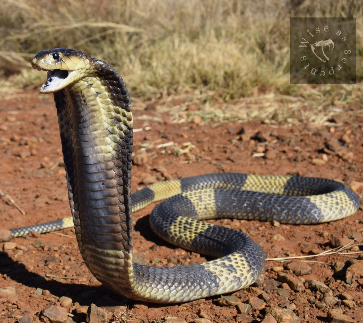 Snouted cobra/ Naja annulifera
These species of cobra is the second biggest cobra in South Africa🇿🇦
