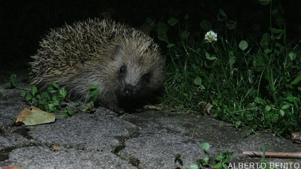 Nacho Fdez tweet media