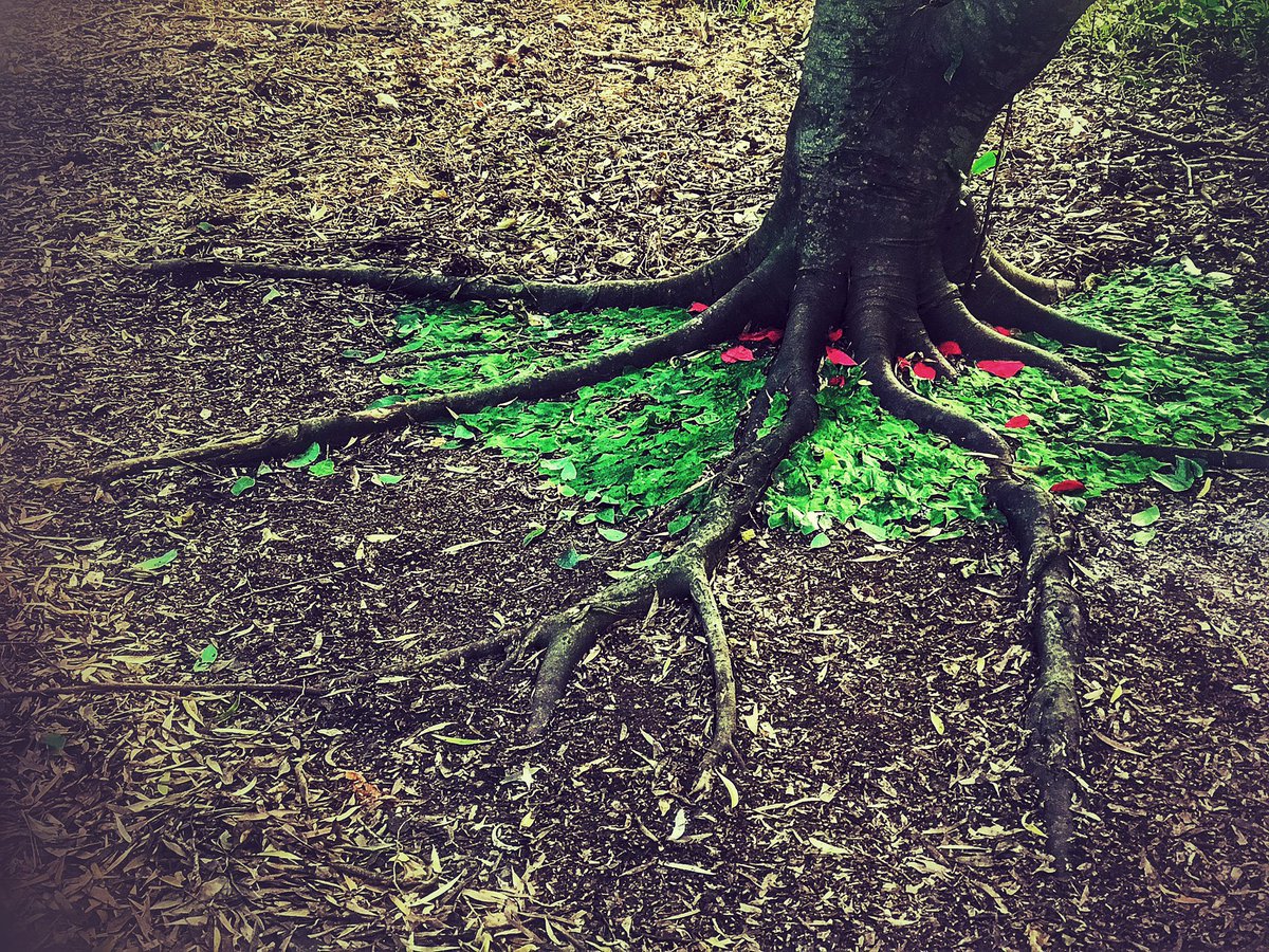 Darcy1968's tweet image. #Treebeard has spawned.