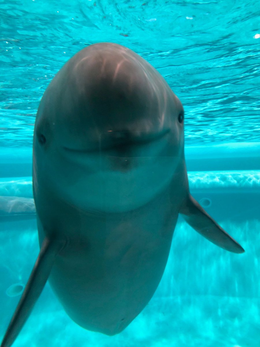 マリンワールド海の中道 公式 なんしよーとー スナメリ のミクちゃん ガラス越しですがこーんなに近づいてきてくれます 近すぎて かわいい マリンワールド海の中道 公式 なんしよーとー スナメリ のミクちゃん ガラス越しですがこーんなに近づいてきてくれます 近すぎて かわいい