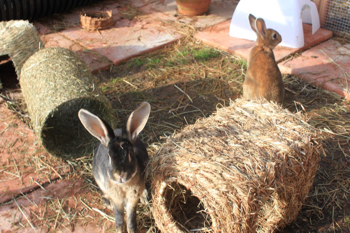 RabbitRWAF's tweet photo. Do your rabbits have enough room to play in? Rabbit enrichment is very important which is why you should always make sure they have an area of at least 3m x 2m to run around in and enough toys to play with to keep them from getting bored. #RabbitWelfare https://t.co/zJ2kIs3HFb