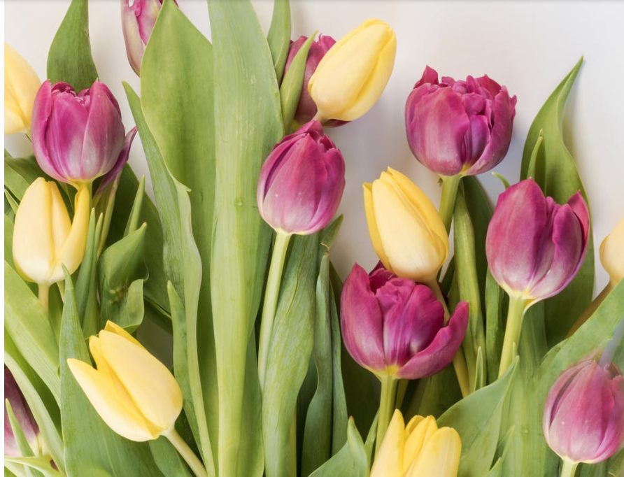 Did you know that during the Mike Strain administration, the license to be a florist rose to $100.00 a year!!! Folks, a registered nurse in Louisiana, only pays $80.00 per year for a license to practice that profession. bit.ly/2FugsUC