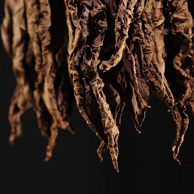 Ateş ve lezzetler.
Kentucky tütününün yangın ile iyileştirilmiş ve 20 gün boyunca ateşte kurutulduğunu biliyor muydunuz. Toscano puro üretiminin en önemli süreçlerinden bir tanesi bu. 
Eşsiz olmak..