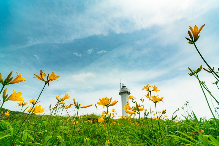 トビシマカンゾウ Twitter Search