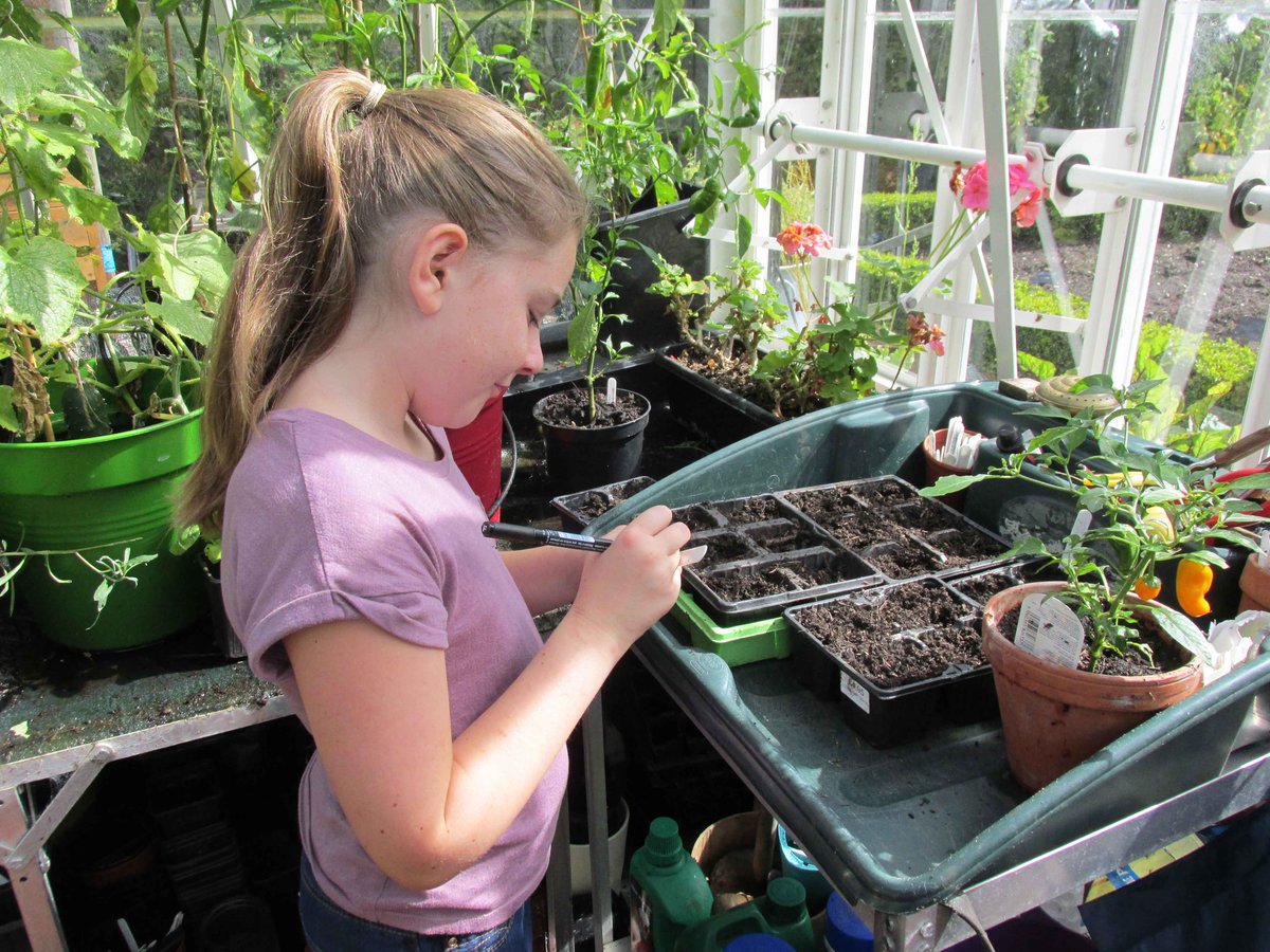 SchoolsGardens's tweet photo. Tomatoes, cucumbers, peppers chillies and aubergines will remain growing in our greenhouse but those without a greenhouse can grow on classroom windowsills, with a support structure #schoolgrowing #windowsillgrowing https://t.co/xml7mSlztL https://t.co/NvwihZX8to