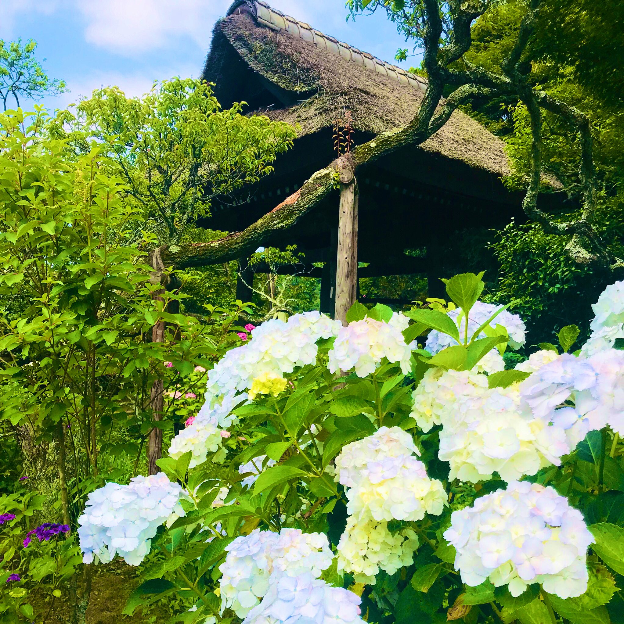 西東 東慶寺 先週 紫陽花を見に鎌倉へ行ってきました 東慶寺には以前も紫陽花 を見に行きましたが 今年も綺麗に見頃を迎えていました 紫陽花や菖蒲の寒色系の色合いがとても好みなので どの品種も見ていて楽しいものです 限定公開の岩肌を覆う