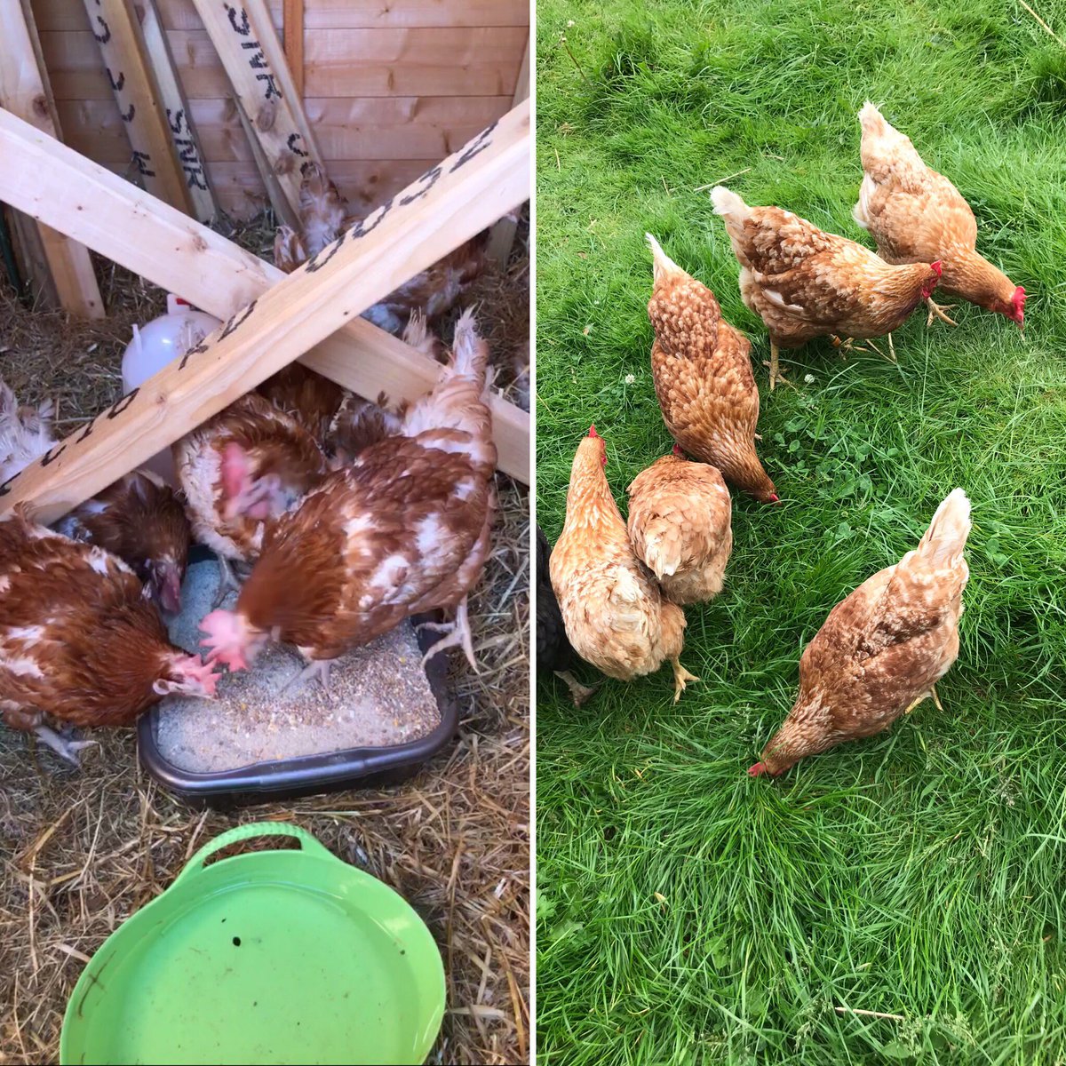 AnimalcarePhs's tweet photo. What a difference a year makes! #ExBatteryHens #Chickens #AllFluffedUp https://t.co/IEH15cLC66