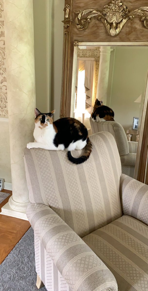 ladyginger14's tweet photo. As I am comfurrrtably rrrelaxing in my sommer-palace, I haf bin to bizy be-ing pampered to up-date yo all. Pls axcept my furrmal apologys. A ladie must rimember to fulfil her dutys!  Hir is a foto of me while I diktated this mesage to one uf my surrvants. https://t.co/2MeGdaorZf