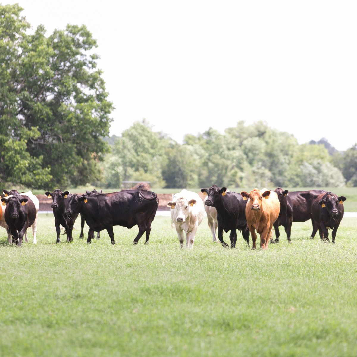 The grass is greener where the cows are. #GaFarmLife