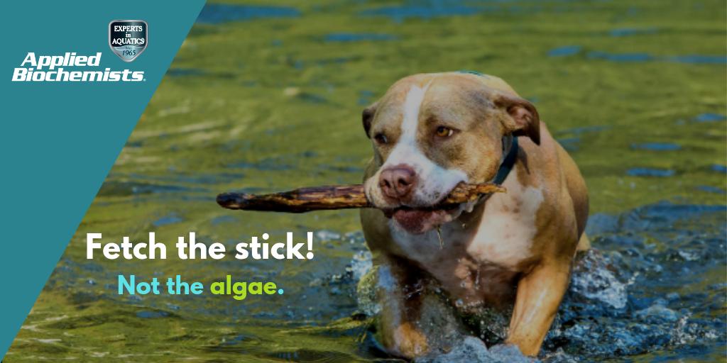 abwatercare's tweet photo. As Dr. John Rodgers, Director of the Ecotoxicology Program at Clemson University says, "Dead algae don't produce toxins."

Having a plan to treat algal blooms helps protect pets from #harmfulalgaeblooms. 
Learn more: https://t.co/dOtJdvRjJX https://t.co/fkEy3lHjEG