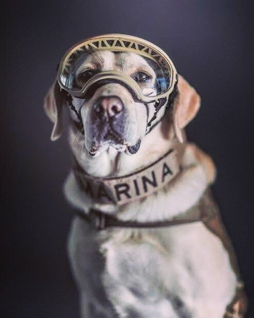 TabascoHOY's tweet photo. #ÚltimoMinuto
Frida, la perrita rescatista más famosa de México, por sus labores en el sismo del #19S, se jubila en el marco de el #DíaInternacionalDelRescatista, y le entregan la medalla al mérito por su trabajo de búsqueda y rescate. https://t.co/4EuO6p0MlA